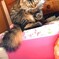 んっ！にゃんかついてるにゃ