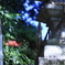 近所の神社