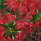 cluster amaryllis_3