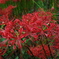 cluster amaryllis_4