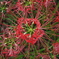 cluster amaryllis_6