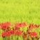 季節を告げる