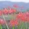 曼珠沙華 優しく