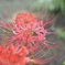 曼珠沙華 優しく