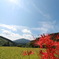 彼岸花  横