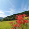 彼岸花