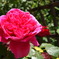 薔薇