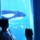 killer whale