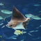 ray