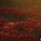 曼殊沙華・夕刻（１）
