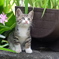 子猫