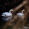 白鳥の親子