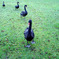 Black Swan