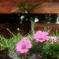Gardening