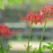 季節の草花
