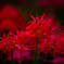 曼珠沙華