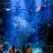 dream