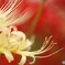 白き彼岸花に