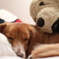 犬のぬいぐるみとおねんね