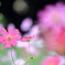 花の丘農林公苑の秋桜④
