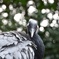 ヒマラヤ山脈を渡る