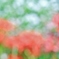 彼岸花2017　3