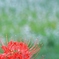 彼岸花2017　5