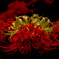 Lycoris Ⅱ