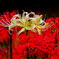 Lycoris Ⅲ