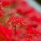 川辺の曼珠沙華