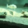 葛西臨海公園 5/5