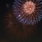 夏夜に咲く花