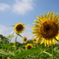 summer2010