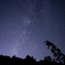 裏庭の天津星
