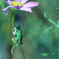 カエルと花の茎