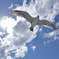 Sky High
