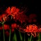 紅い花