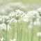 ニラ花の背くらべ