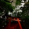 見上げてみました