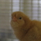 ひよこちゃん