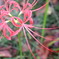 曼珠沙華2