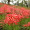 曼珠沙華3