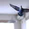コザクラインコ