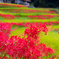 曼珠沙華