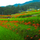江里山の棚田
