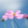 秋桜