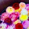 水に浮かぶお花達