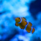 Finding Nemo