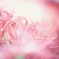 フンワリ彼岸花