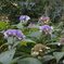 山紫陽花